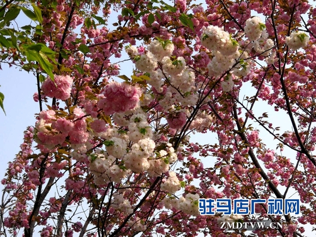 奇了！駐馬店開(kāi)源大道東段一株櫻花樹(shù)開(kāi)出三色花