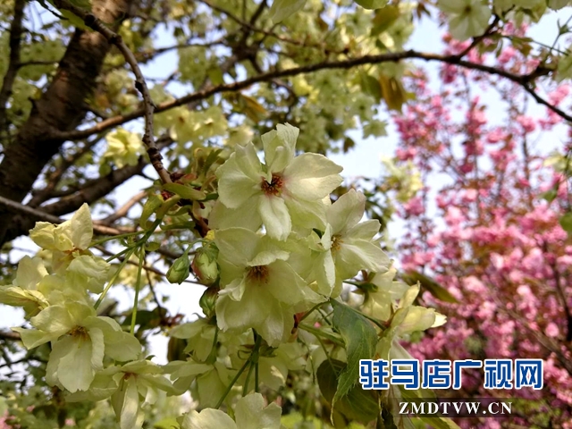 奇了！駐馬店開(kāi)源大道東段一株櫻花樹(shù)開(kāi)出三色花