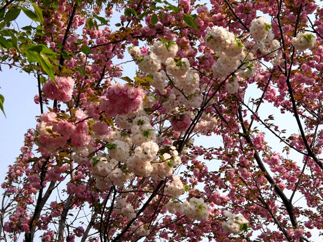 奇了！駐馬店開源大道東段一株櫻花樹開出三色花