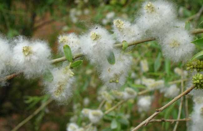 楊絮未完柳絮又至 口罩防護當仁不讓