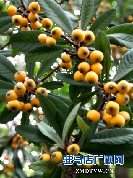 【札記】退休后的慢時(shí)光 一分耕耘一分收獲