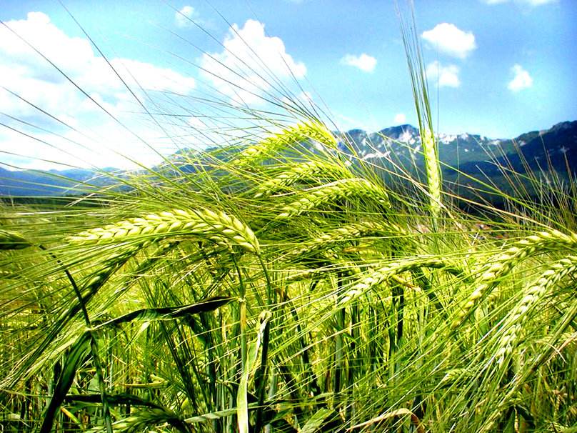 駐馬店：打好“藏糧于技”組合拳 助力國家糧食生產(chǎn)核心區(qū)建設(shè)