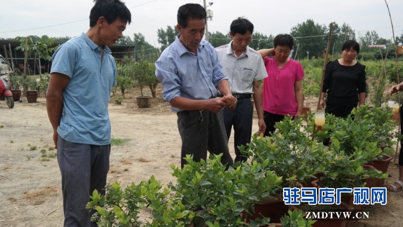  上蔡、汝南農(nóng)民找駐馬店市農(nóng)民高級技師魏世秀“拜師學(xué)藝”學(xué)盆景果樹栽培新技術(shù)