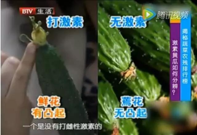 黃瓜賣相好，全靠避孕藥？頂花帶刺的黃瓜到底能不能吃？