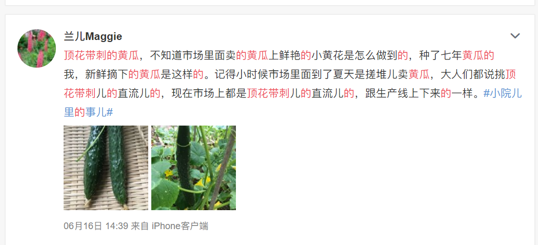 黃瓜賣相好，全靠避孕藥？頂花帶刺的黃瓜到底能不能吃？