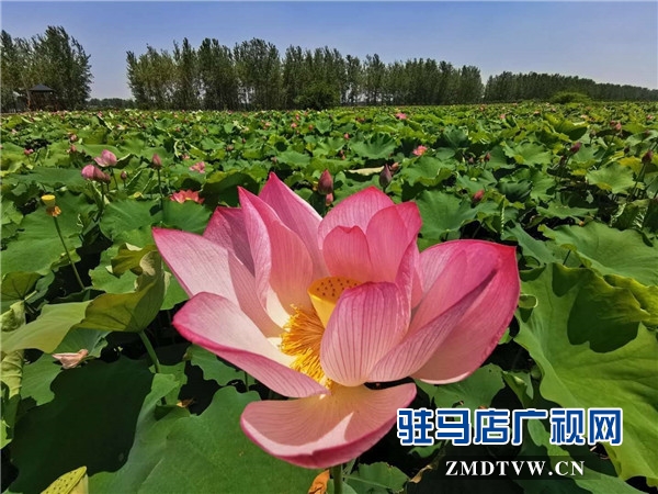 平輿縣藍(lán)天芝麻小鎮(zhèn)天天水上樂園華美綻放，千畝荷塘荷花也妖艷開放