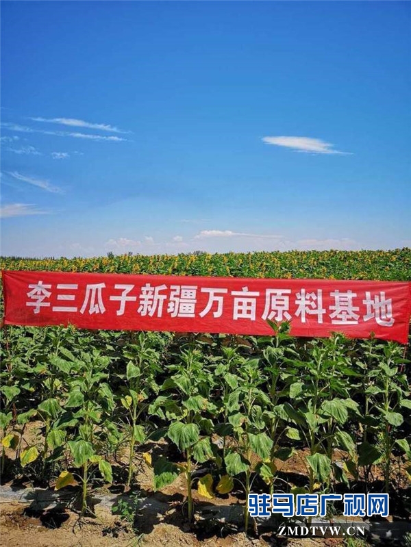 萬畝葵田競相綻放成浪漫和唯美 ，七天夢(mèng)想免費(fèi)之旅您準(zhǔn)備好了么？