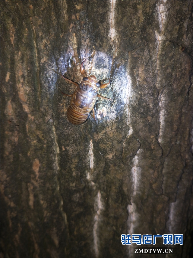 夏夜鄉(xiāng)村捉金蟬