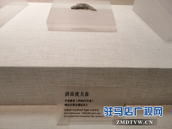 酷熱暑期 市博物館游客盈門(mén)