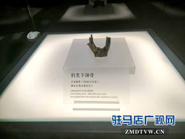 酷熱暑期 市博物館游客盈門(mén)