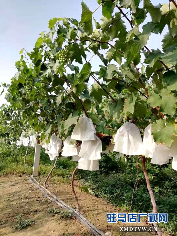 來吧！看“白芝麻”坐標 摘富太葡萄 