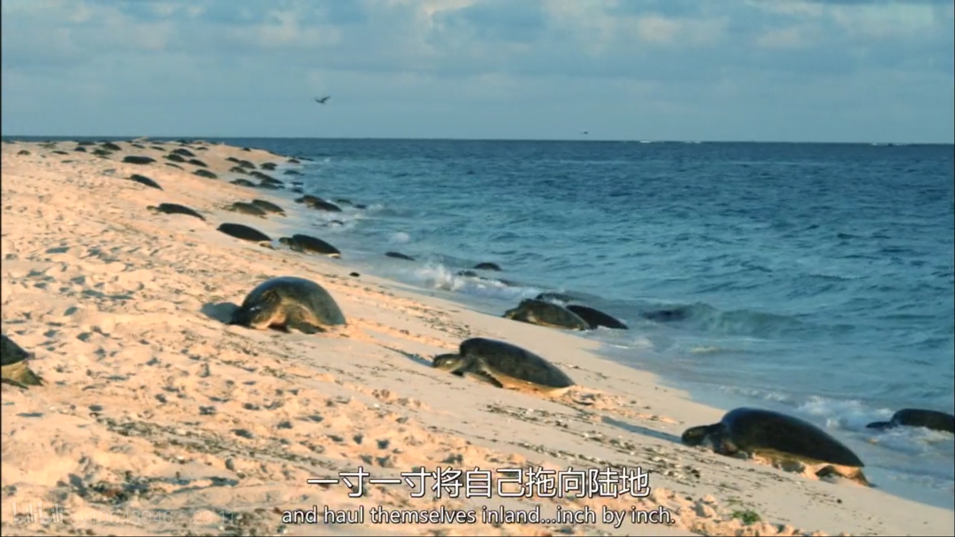 大堡礁5至25年內(nèi)將消失！未來(lái)，我們可能再也見(jiàn)不到了 | 正在消失的世界記憶 
