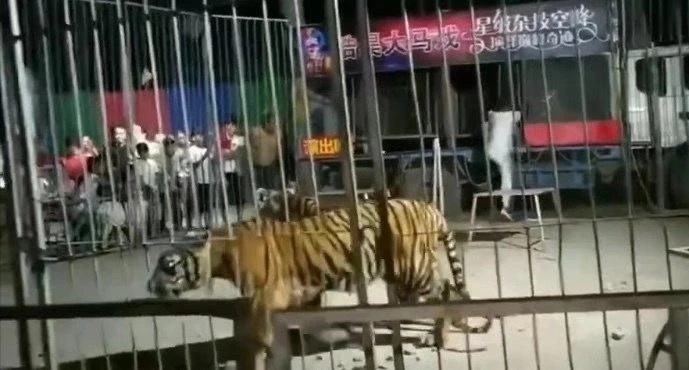 幼虎出逃死了，從業(yè)者慌了：保護與表演矛盾愈發(fā)突出，何去何從？ 