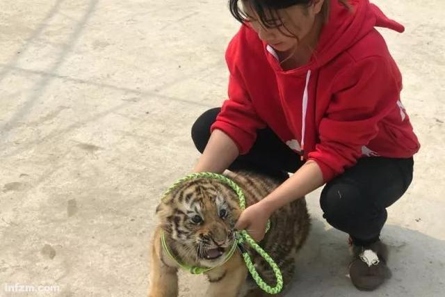 幼虎出逃死了，從業(yè)者慌了：保護與表演矛盾愈發(fā)突出，何去何從？ 
