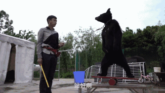 幼虎出逃死了，從業(yè)者慌了：保護與表演矛盾愈發(fā)突出，何去何從？ 