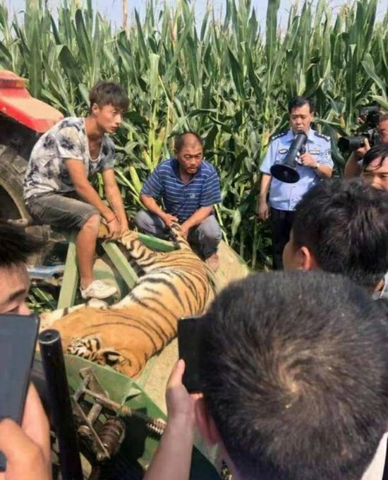 幼虎出逃死了，從業(yè)者慌了：保護與表演矛盾愈發(fā)突出，何去何從？ 