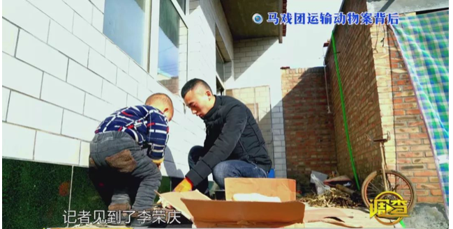 幼虎出逃死了，從業(yè)者慌了：保護與表演矛盾愈發(fā)突出，何去何從？ 