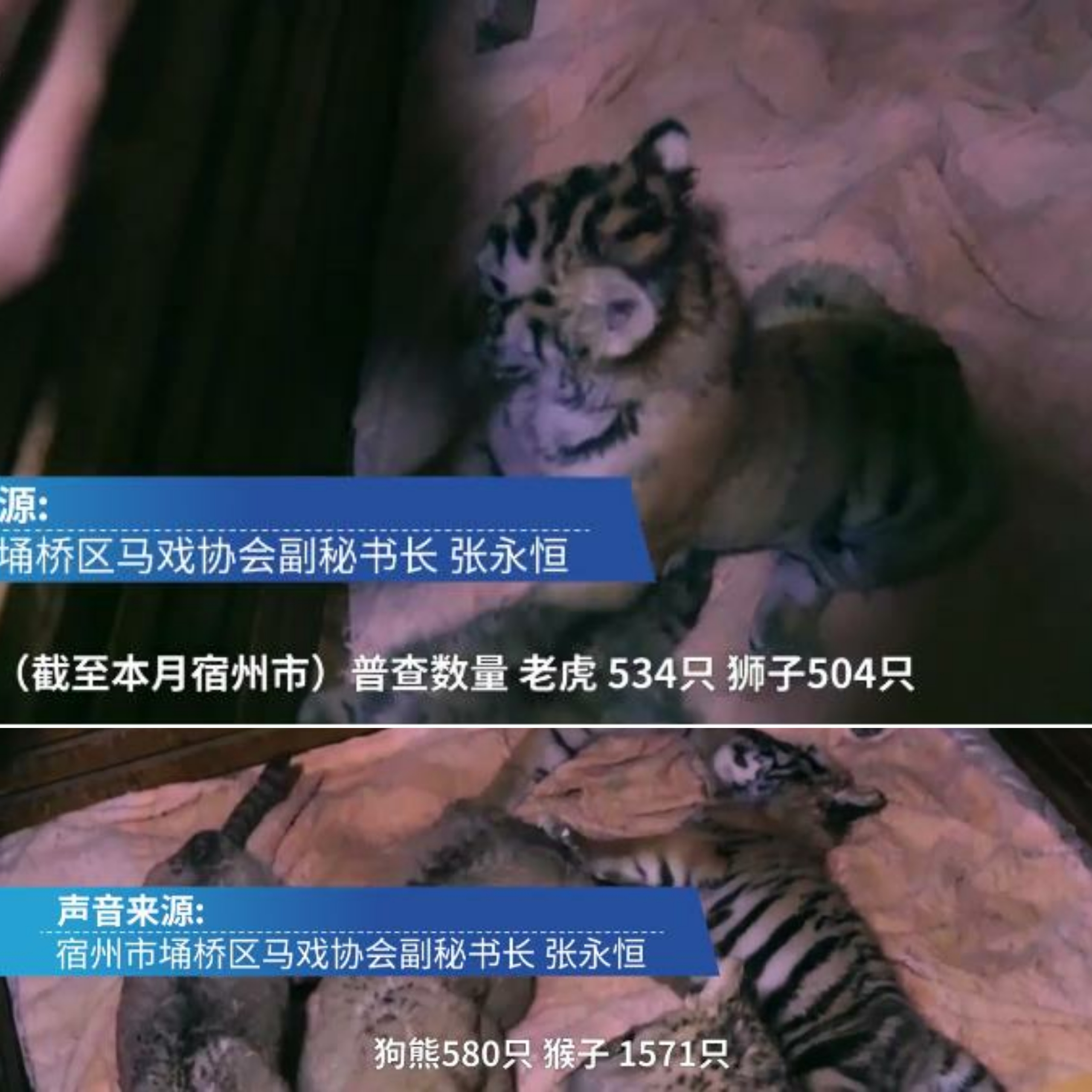 幼虎出逃死了，從業(yè)者慌了：保護與表演矛盾愈發(fā)突出，何去何從？ 