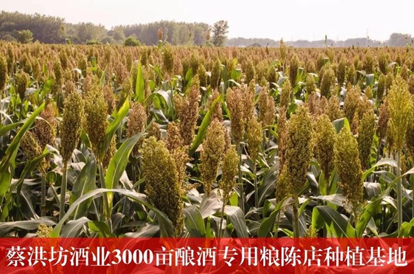 蔡洪坊手釀壹號(hào)榮獲第20屆布魯塞爾國際烈酒大賽金獎(jiǎng)
