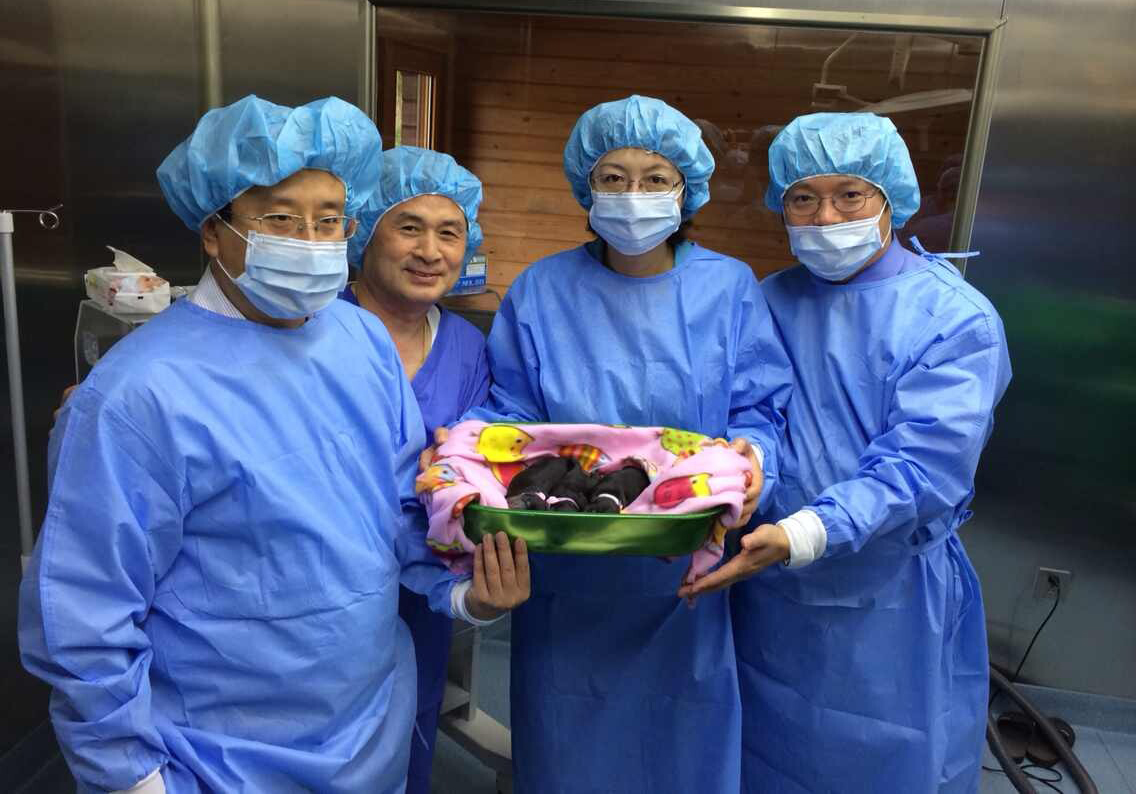 中國首只克隆貓回家了，你會花 38 萬跟去世的寵物再續(xù)前緣嗎？