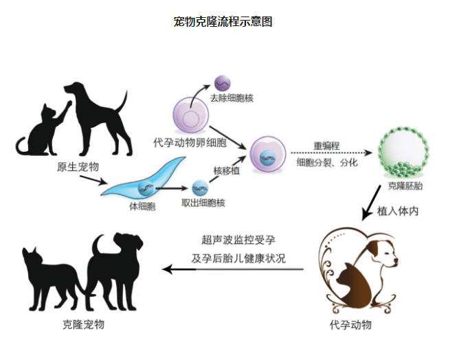 中國首只克隆貓回家了，你會花 38 萬跟去世的寵物再續(xù)前緣嗎？