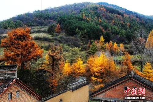 秋季最后一個節(jié)氣霜降來臨 冷知識：為何要吃柿子？