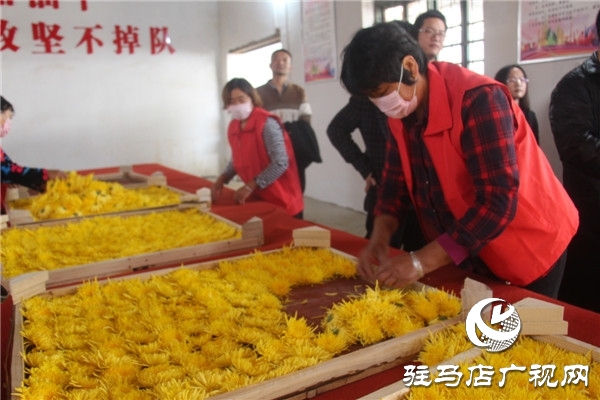 新蔡縣關津鄉(xiāng)首屆菊花節(jié)開幕
