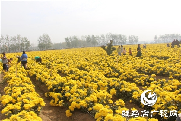 新蔡縣關津鄉(xiāng)首屆菊花節(jié)開幕
