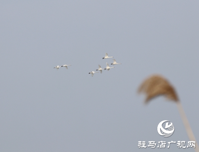 美呆啦！數(shù)千只天鵝到宿鴨湖過冬