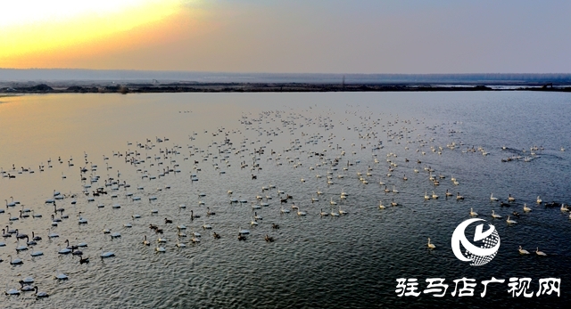 美呆啦！數(shù)千只天鵝到宿鴨湖過冬