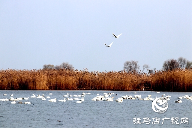 美呆啦！數(shù)千只天鵝到宿鴨湖過冬