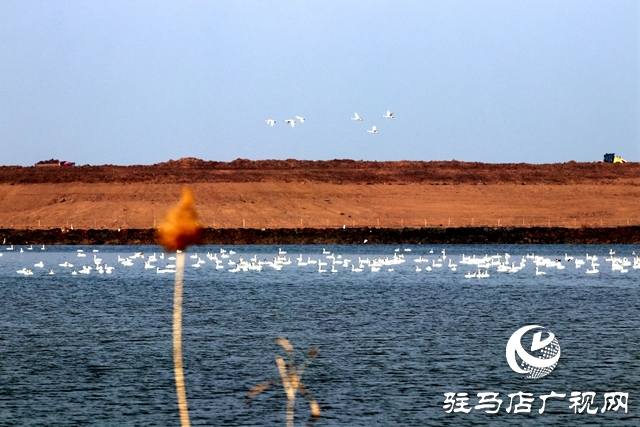 美呆啦！數(shù)千只天鵝到宿鴨湖過冬