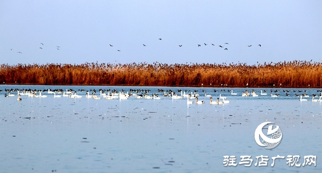 美呆啦！數(shù)千只天鵝到宿鴨湖過冬
