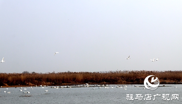 美呆啦！數(shù)千只天鵝到宿鴨湖過冬
