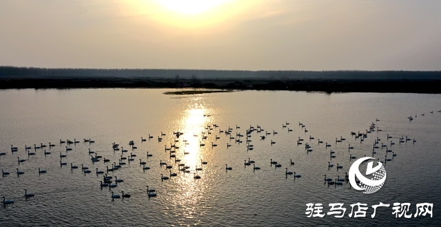 美呆啦！數(shù)千只天鵝到宿鴨湖過冬