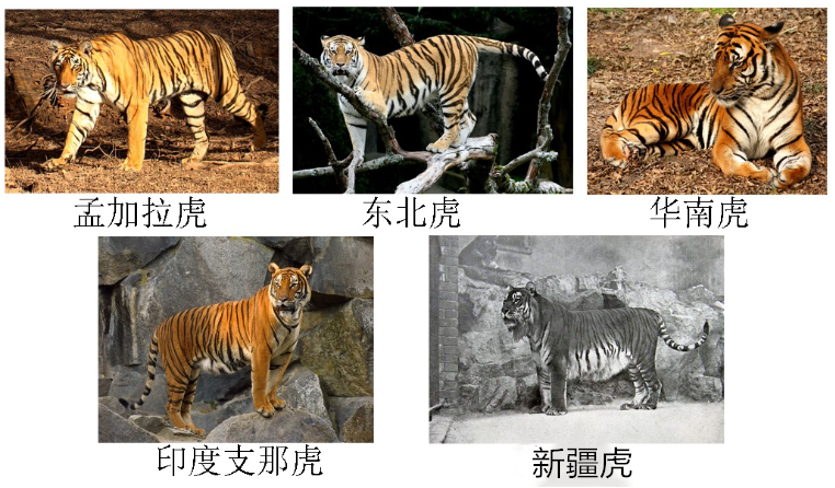 滅絕的不只長(zhǎng)江白鱘，在中國(guó)，這些物種也已消失…… 