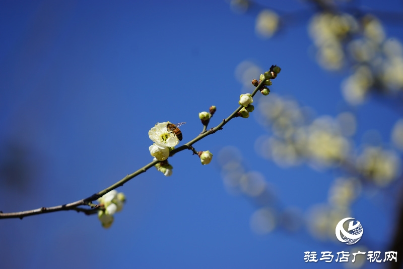 你看，紅梅、白梅、迎春花