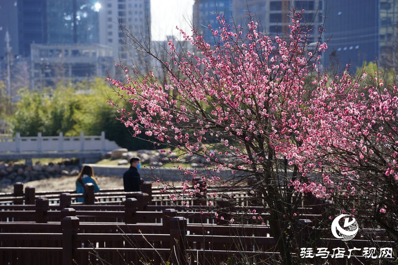 看她的滿(mǎn)城花開(kāi)  攝影 文字：王向陽(yáng)  歡迎轉(zhuǎn)載，請(qǐng)注明作者出處