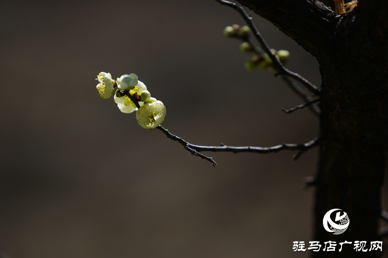花的盛開(kāi)，等待了一冬