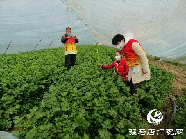 菜農(nóng)蔬菜滯銷  義工&ldquo;搭橋&rdquo;幫忙