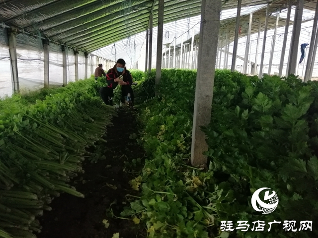 菜農(nóng)蔬菜滯銷  義工&ldquo;搭橋&rdquo;幫忙