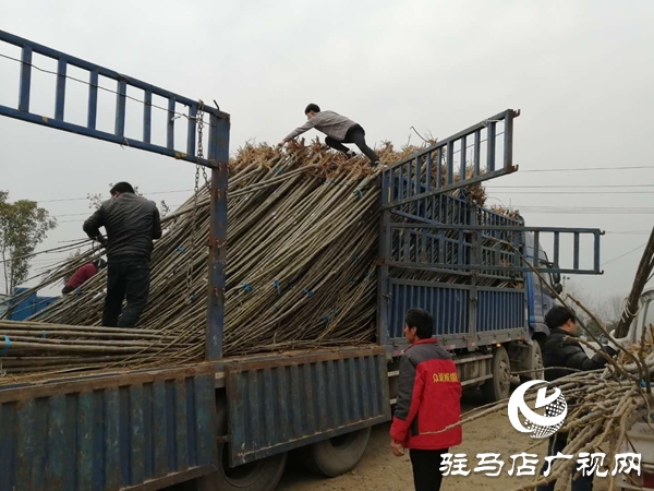上蔡縣五龍鎮(zhèn)：全力推進(jìn)春季廊道綠化農(nóng)田林網(wǎng)建設(shè)