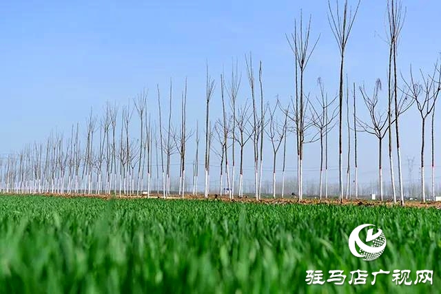 上蔡縣召開去冬今春國土綠化觀摩評(píng)比會(huì)