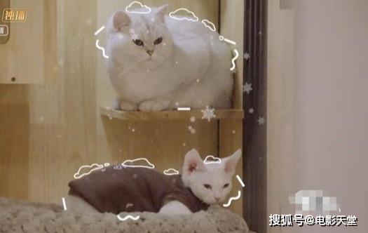 當(dāng)國綜不抄襲，當(dāng)謝娜不聒噪，不撕的國產(chǎn)綜藝看什么？ 