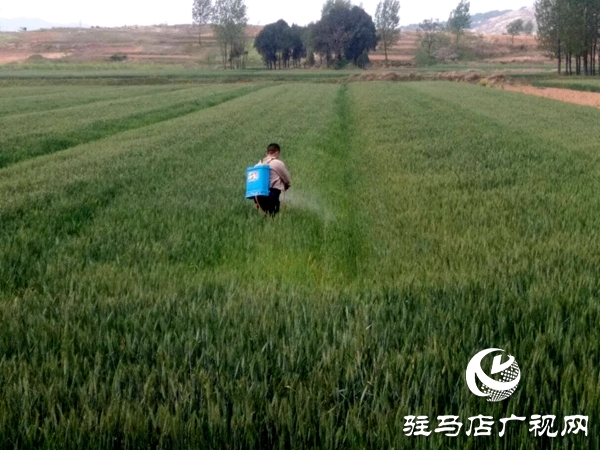 泌陽縣春水鎮(zhèn)切實(shí)抓好春季麥田管理