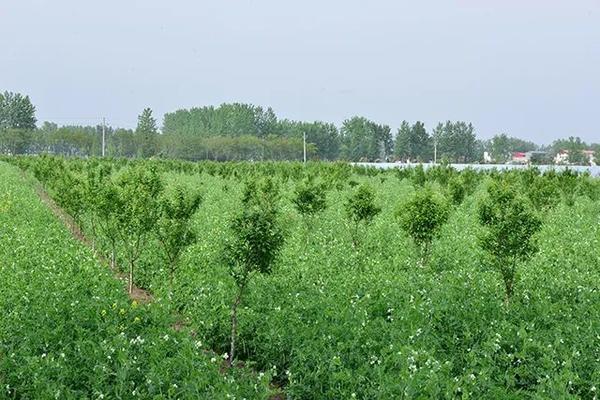 駐馬店這個社區(qū)：豌豆花開分外香 林下經(jīng)濟(jì)富一方