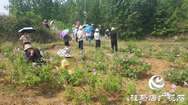 泌陽縣王店鎮(zhèn)：美麗“香”村聞名四方成為旅游網紅打卡地