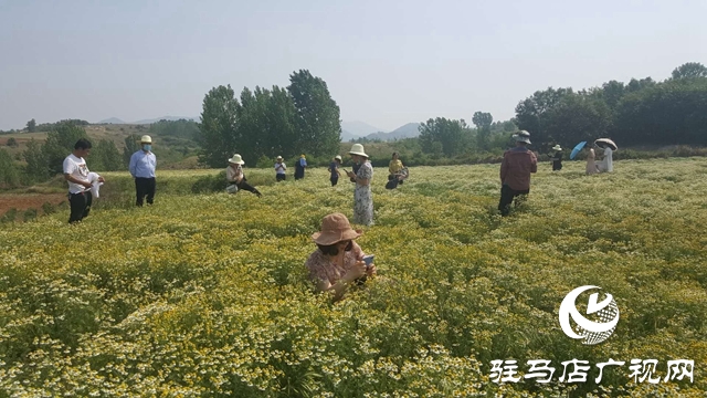 泌陽縣王店鎮(zhèn)：美麗“香”村聞名四方成為旅游網紅打卡地