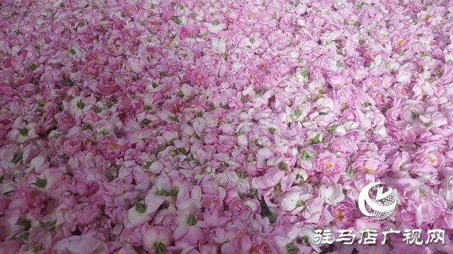 泌陽縣王店鎮(zhèn)：美麗“香”村聞名四方成為旅游網紅打卡地