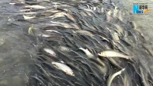 華子魚(yú)洄游：生命的奇跡